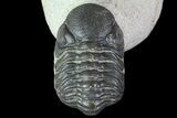 Reedops Trilobite Fossil - Good Eye Facets #68650-4